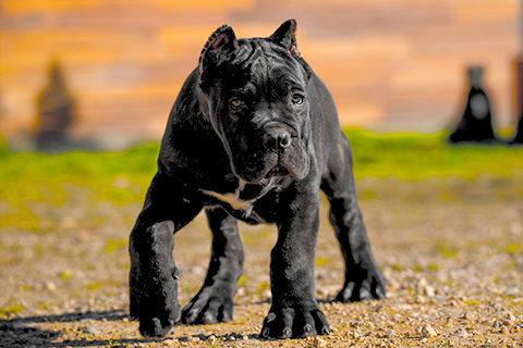 cachorro cane corso negro