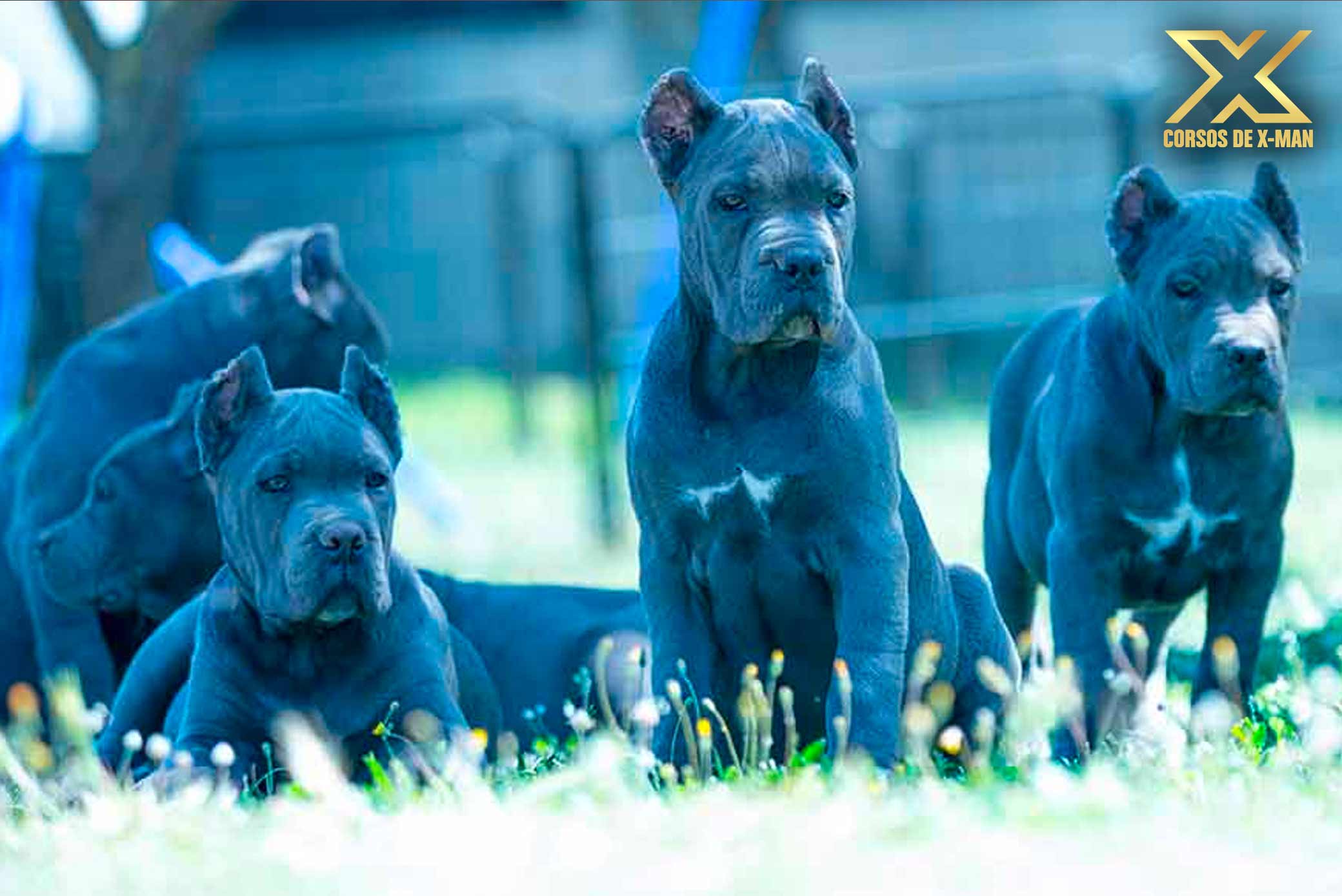 cane corso puppy breeders
