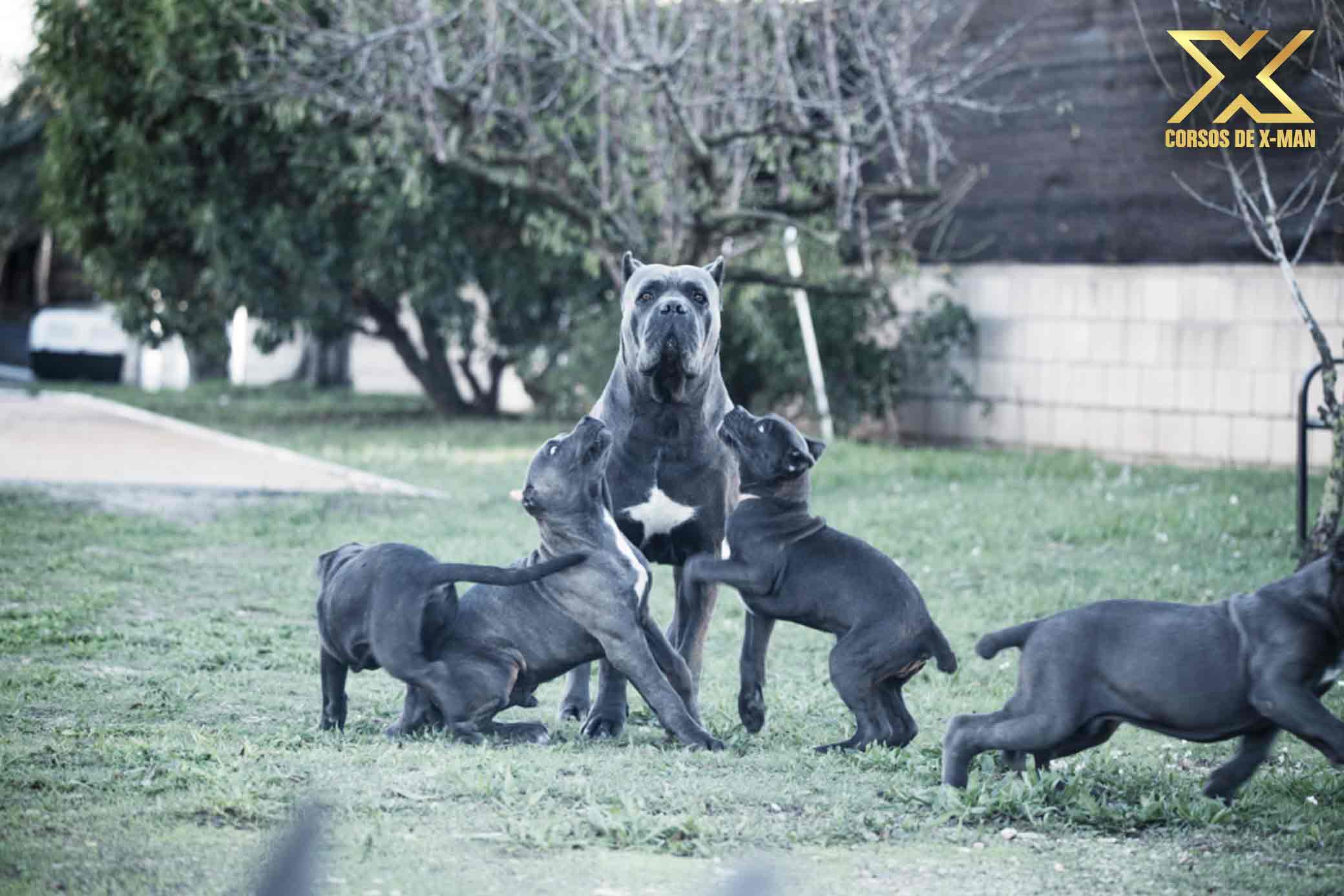 breeders italian mastiff
