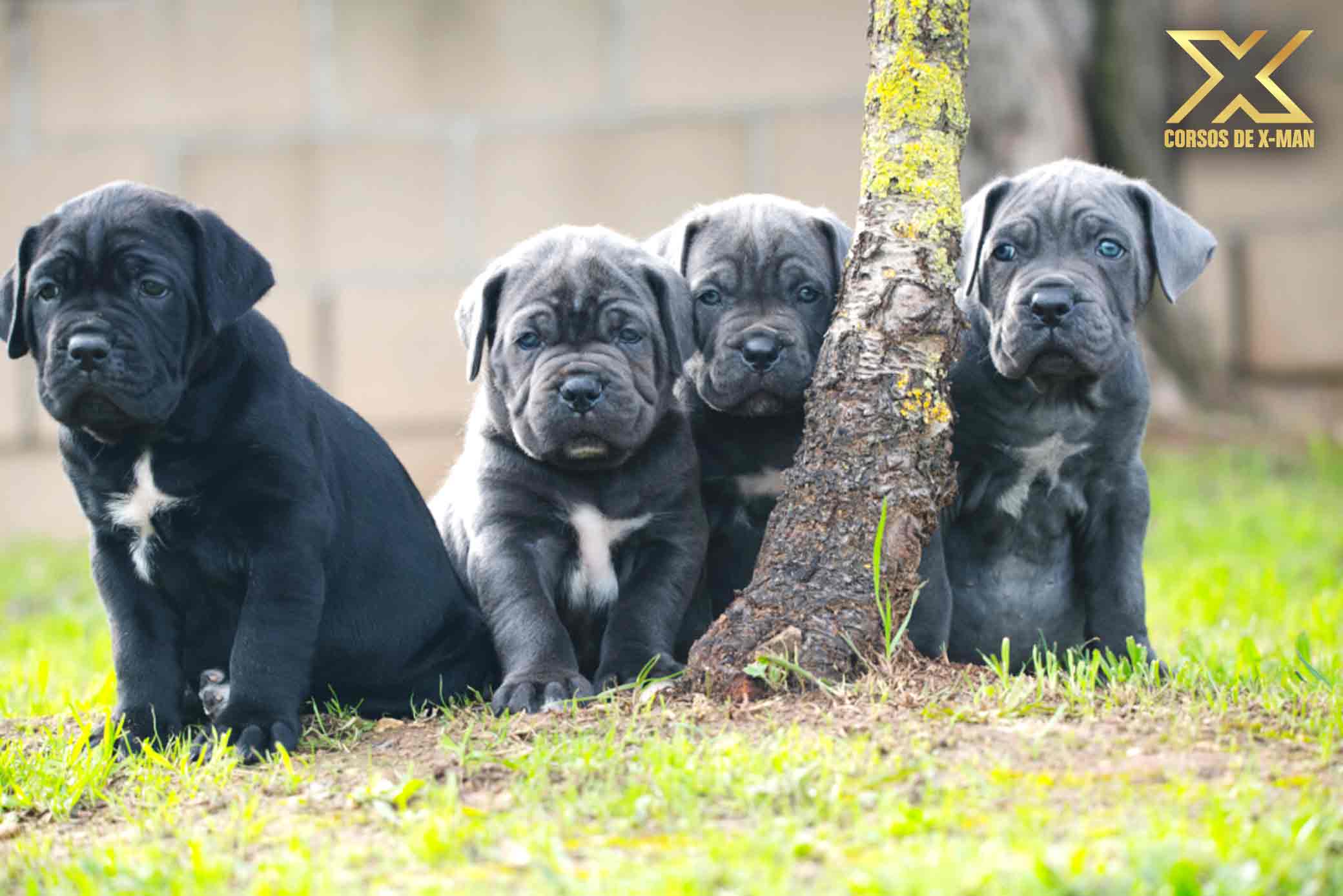 breeders dogs italian mastiff