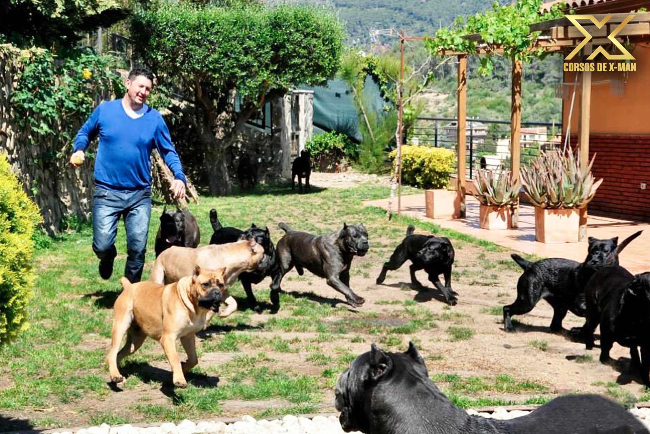 Cane corso dog BREED Kennel The best Cane Coroso puppy in the World