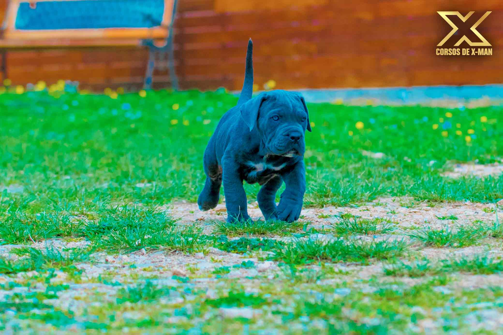 43+ Best Crate For Cane Corso Photo Bleumoonproductions