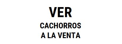 Criadores de cachorros cane corso