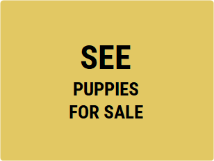 See puppies for sale