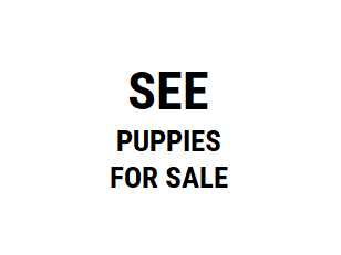 See puppies for sale