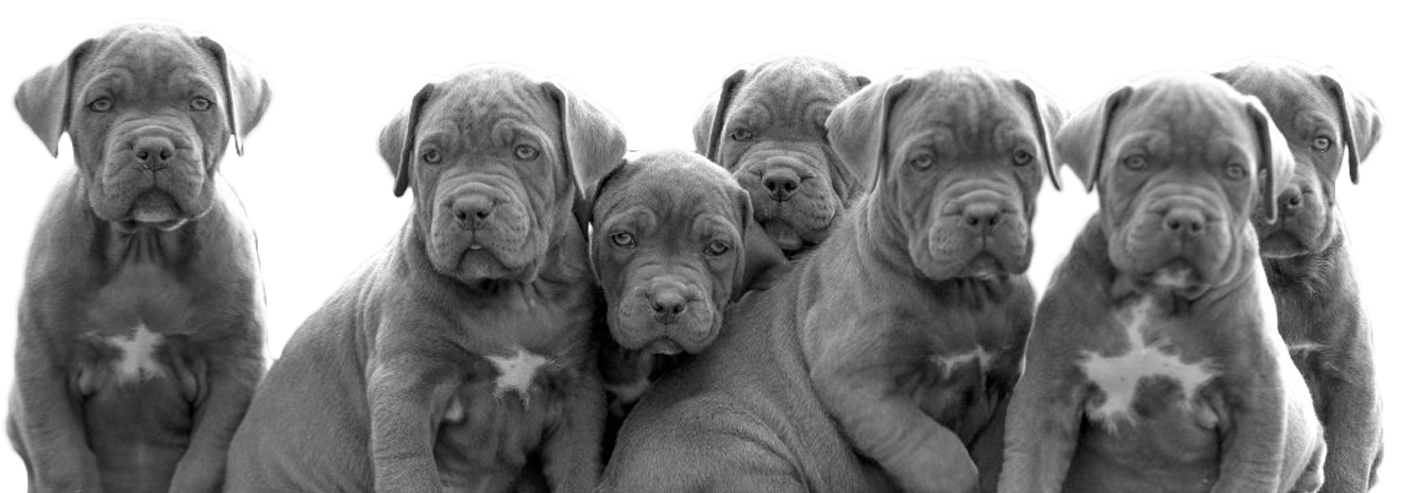 Price Cane Corso puppies