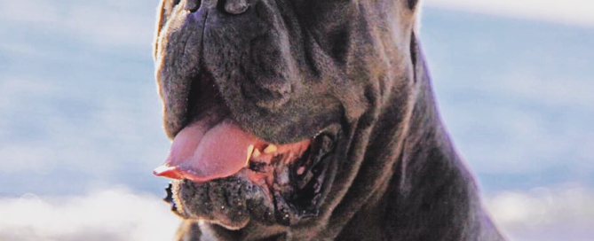 CANE CORSO ITALIANO X-MAN BARCELONA