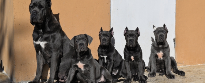 CANE CORSO JUANMA MORATO