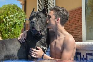 why canecorso italian mastiff