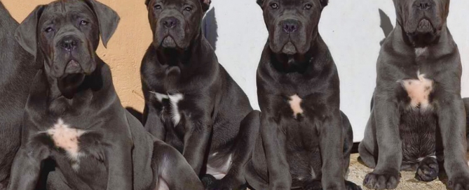 sale cane corso italiano , italian mastiff