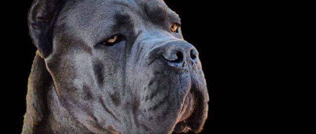 cane corso gris blue