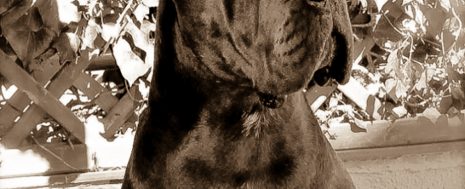 why canecorso italian mastiff
