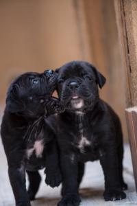CANE CORSO ITALIANO X-MAN BARCELONA1