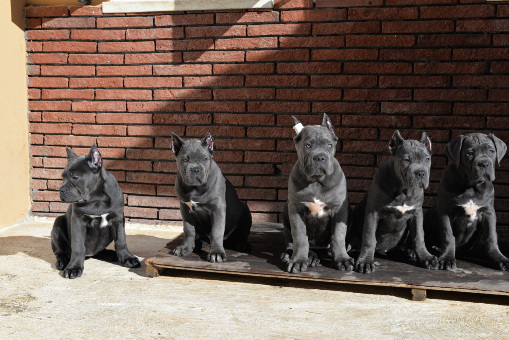 canecorso grupo juanma morato 
