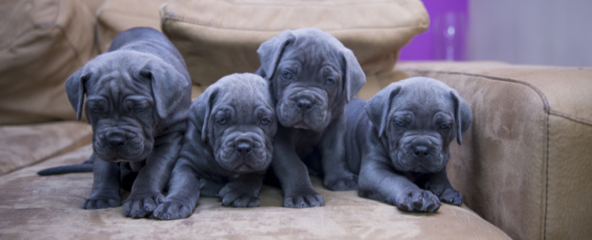 Cane corso puppies for sale