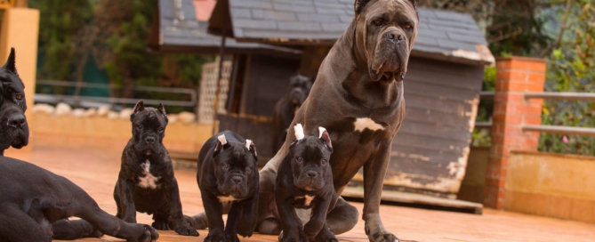 ITALIAN MASTIFF CANE CORSO TORONTO CANADA