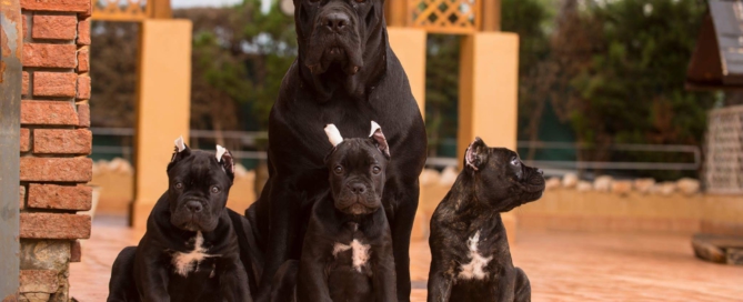 italian mastiff puppie9