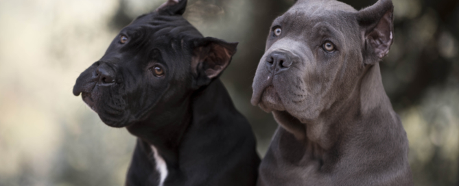Cane corso cachorro barcelona