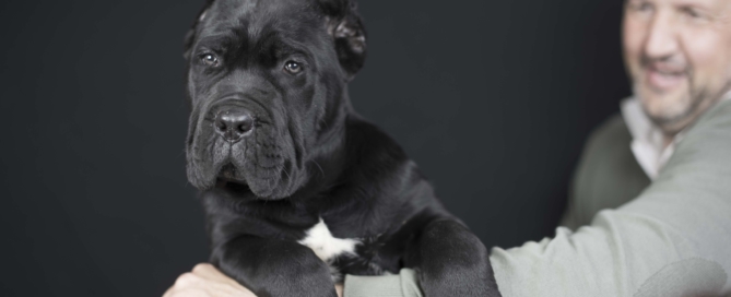 canecorso italian mastiff new york