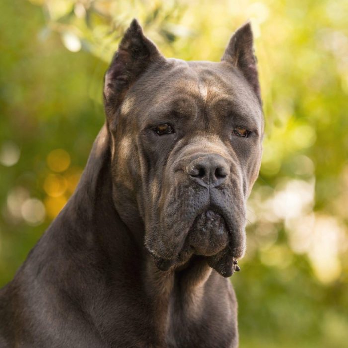 CANE CORSO ITALIANO Candy XMan Barcelona Cane Corso o Mastín italiano