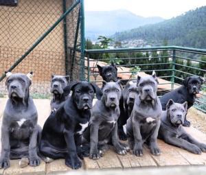italian mastiff puppie1