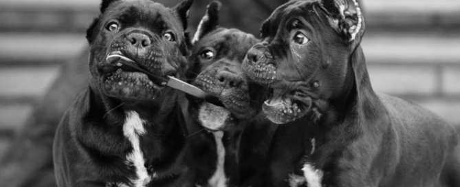 ITALIAN MASTIFF CANE CORSO TORONTOCANADA