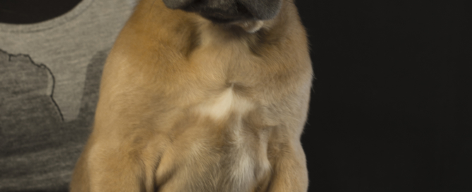 FOR SALE CANE CORSO PUPPIE 1