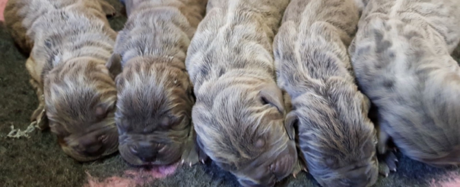Comprar un cachorro CANE CORSO