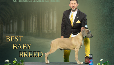 Cane Corso Xman prince