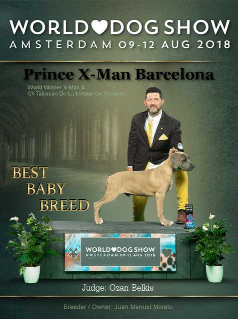 Cane Corso Xman prince