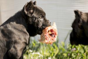 WHAT FOOD FOR MY CANE CORSO1
