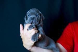 cachorro cane corso 2