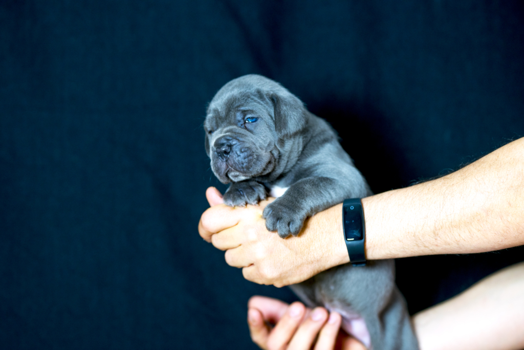 COMPRA VENTA CANE CORSO ESPAÑA MADRID 4