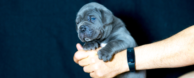 Comprar un cachorro CANE CORSO