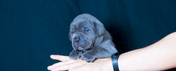 italianmastiff canecorso texas houston USA