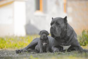 cachorro cane corso 5