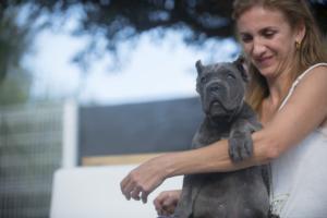 cane corso preguntas frecuentes