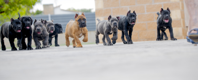 CANE CORSO ITALIANO JUANMA MORATO4