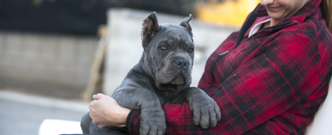 puppies cane corso san francisco