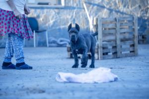 CACHORRO CANE CORSO X-MAN BARCELONA 07