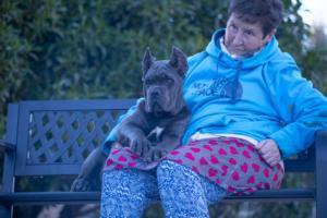 CACHORRO CANE CORSO X-MAN BARCELONA 06