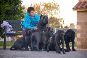 CACHORRO CANE CORSO X-MAN BARCELONA 04