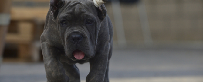 canecorso italiano x-man barcelona