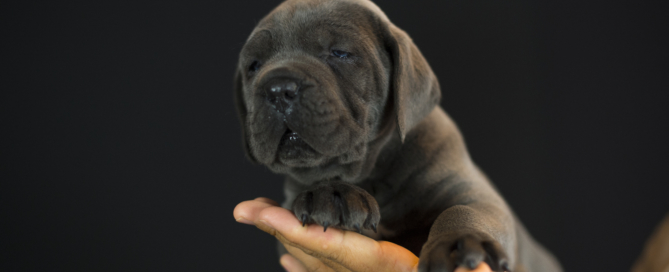 criador canecorso juanma morato
