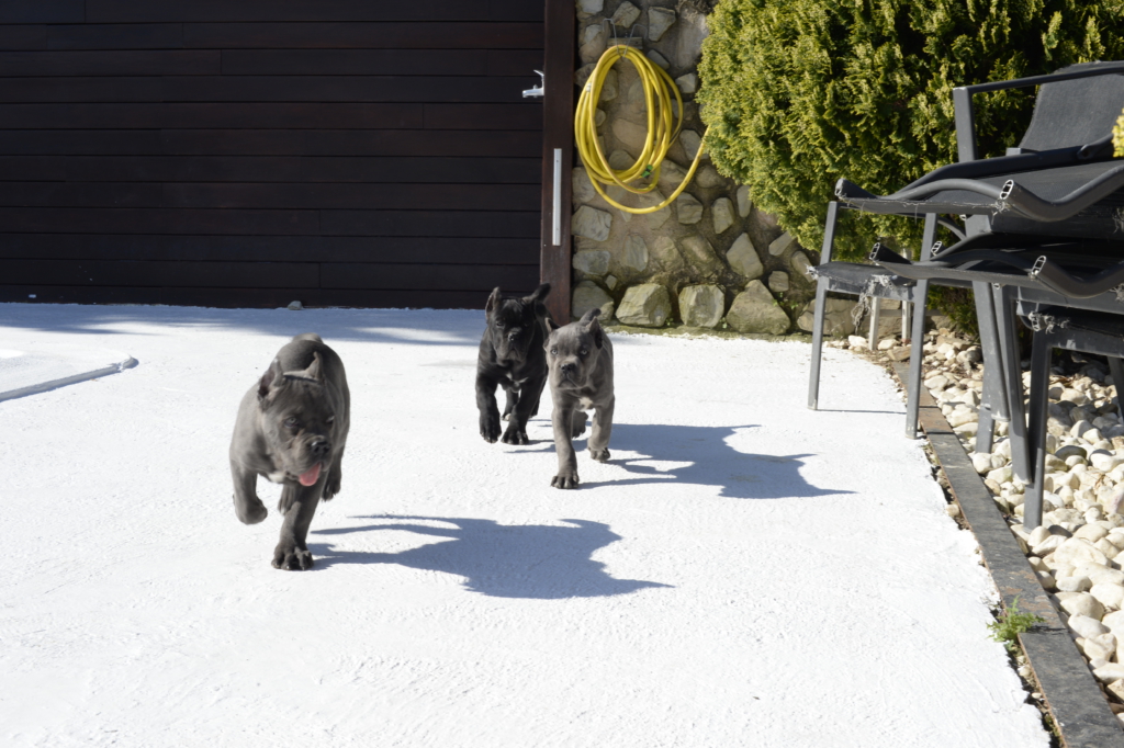 compra venta cane corso españa madrid 2