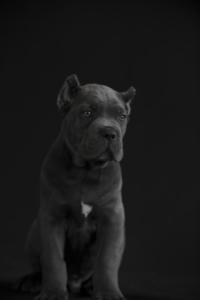 COMPRAR CACHORRO CANE CORSO1