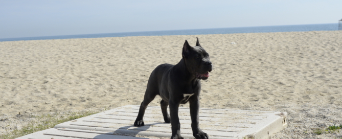 cachorro cane corso