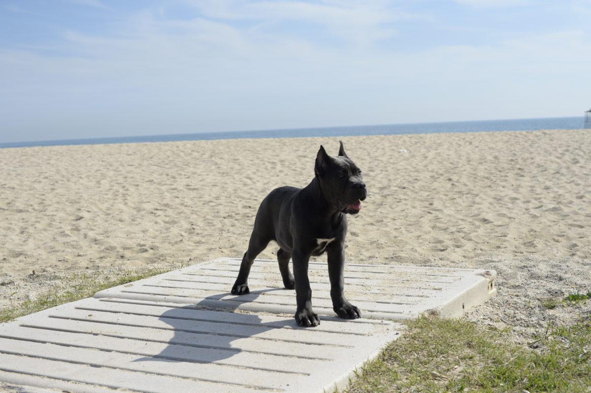 cachorro cane corso