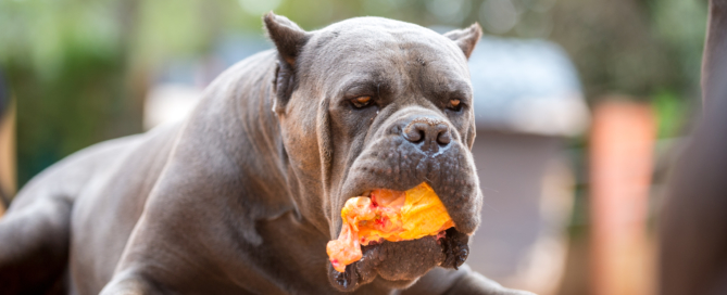 WHAT FOOD FOR MY CANE CORSO