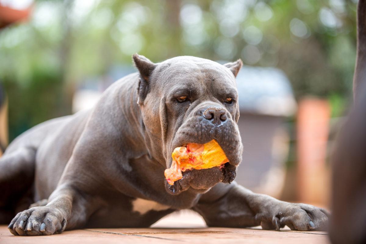 WHAT FOOD FOR MY CANE CORSO